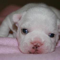 snow white newborn French Bulldog Puppy.jpg
