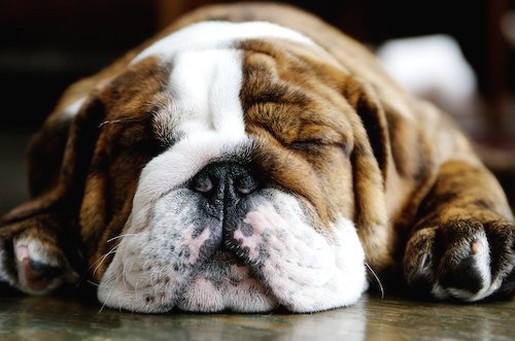 sleeping Bulldog Puppy.jpg
