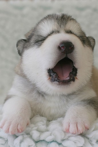 Alaskan Malamute Puppy Cute Photo Yawning
