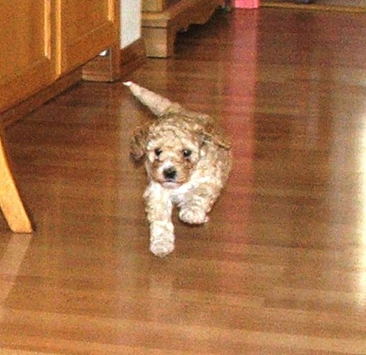 labradoodle pup playing
