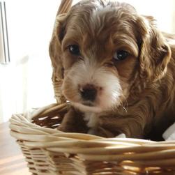 labradoodle puppy in backet
