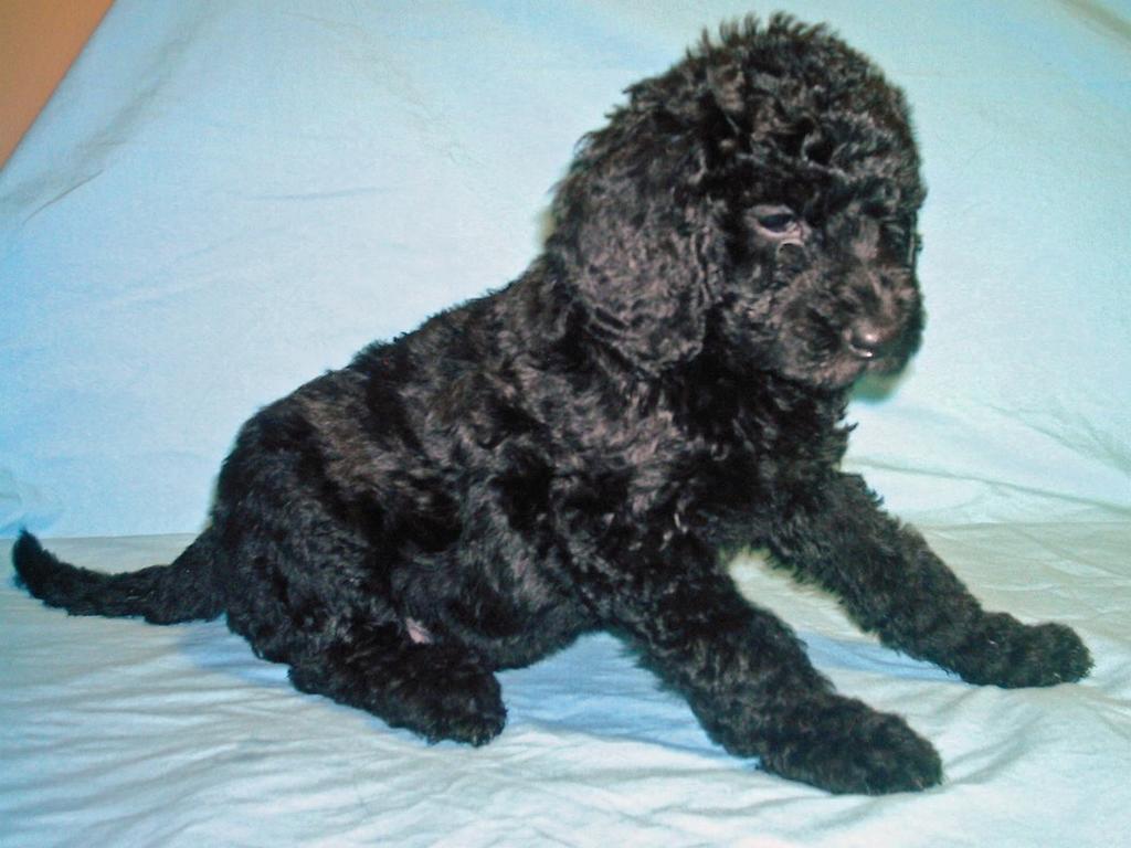 black labradoodle puppy
