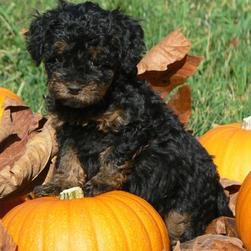 labradoodle puppy in black with tan stomach
