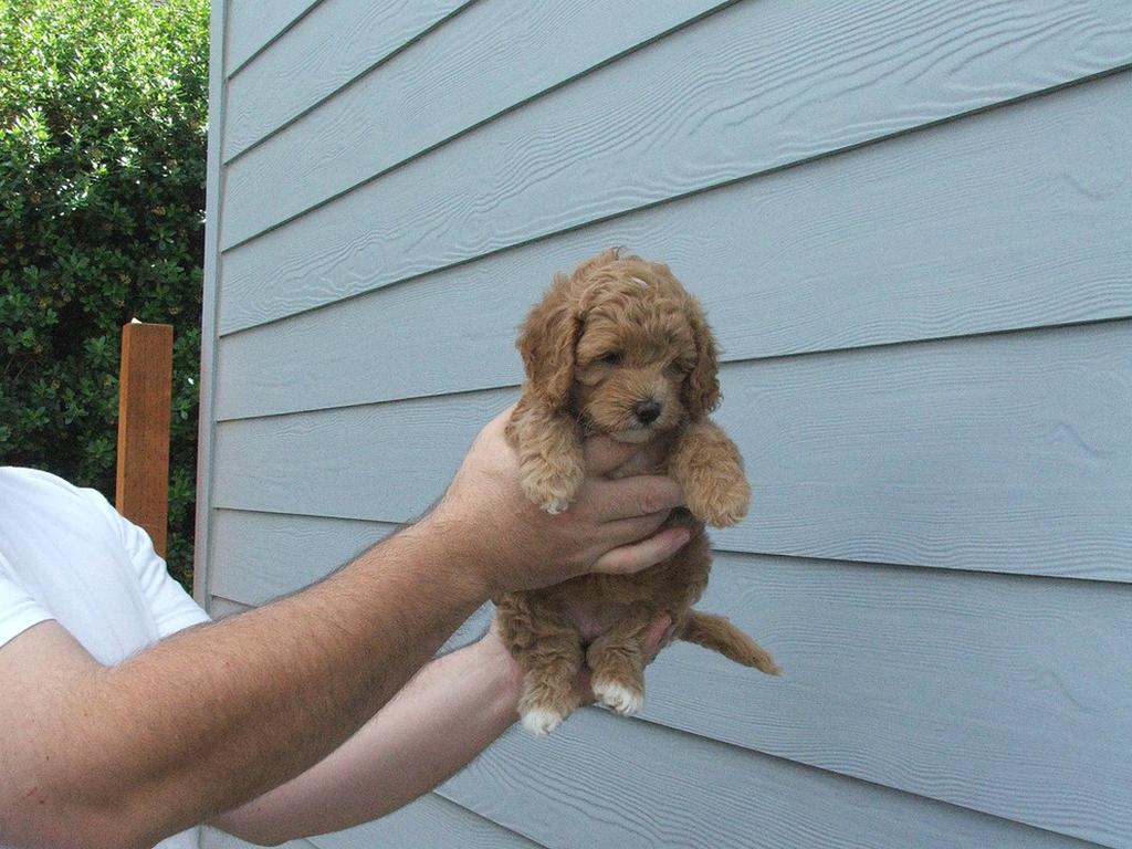 small and cute labradoodle puppy
