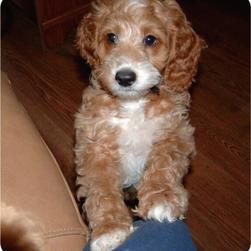 labradoodle puppy in tan and white
