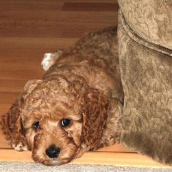 sweet looking labradoodle pup in tan

