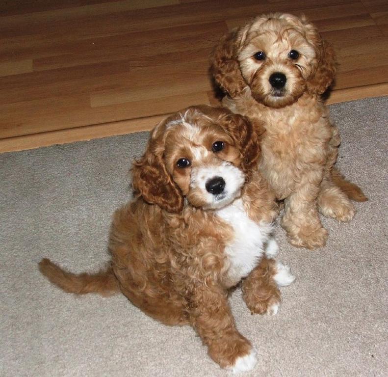 labradoodle dogs
