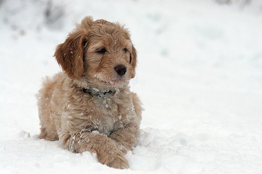labradoodle pup on the snow
