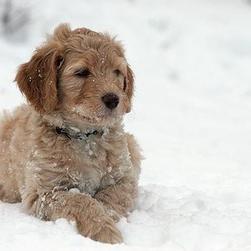 labradoodle pup on the snow

