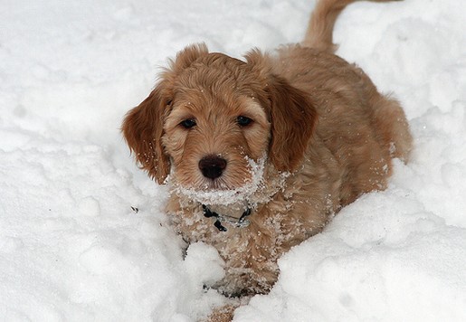 light brown labradoodle puppy playing in the snow
