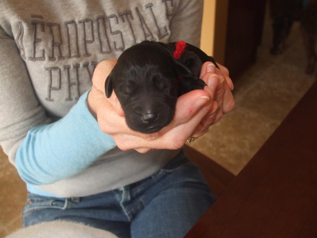 labradoodle puppy in black_very cute puppy
