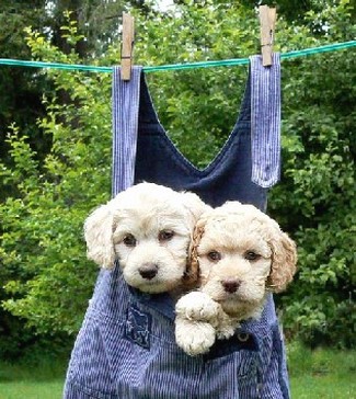 funny looking labradoodle pups
