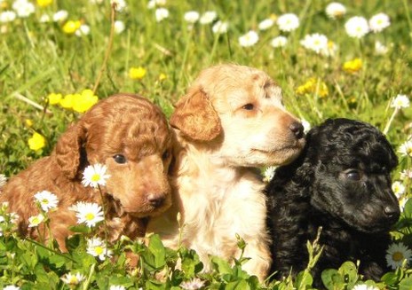 labradoodle pups in the garden
