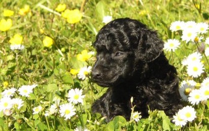 black labradoodle pup in garden
