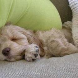 goldendoodle puppy slepping
