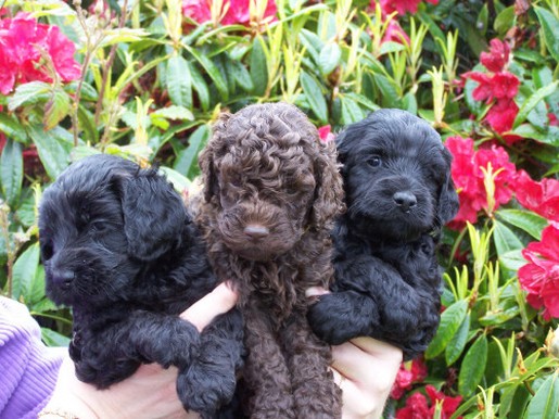 Labradoodle puppies in brown and black
