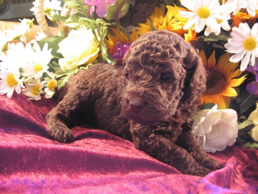 Labradoodle puppy in brown
