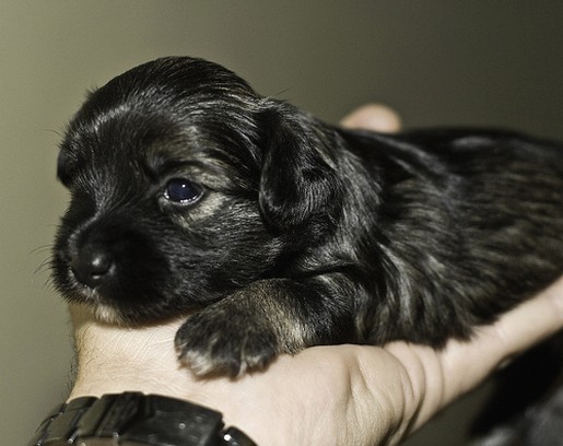 black yorkie puppy.jpg
