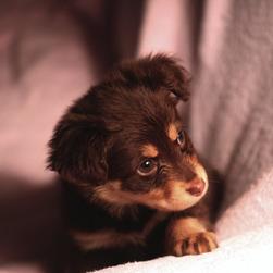 cute black and tan yorkie pup.jpg
