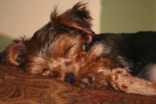 yorkshire terrier puppy in deep sleep.jpg
