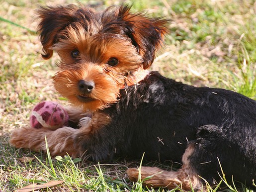 yorkshire terrier puppy playing on grass.jpg
