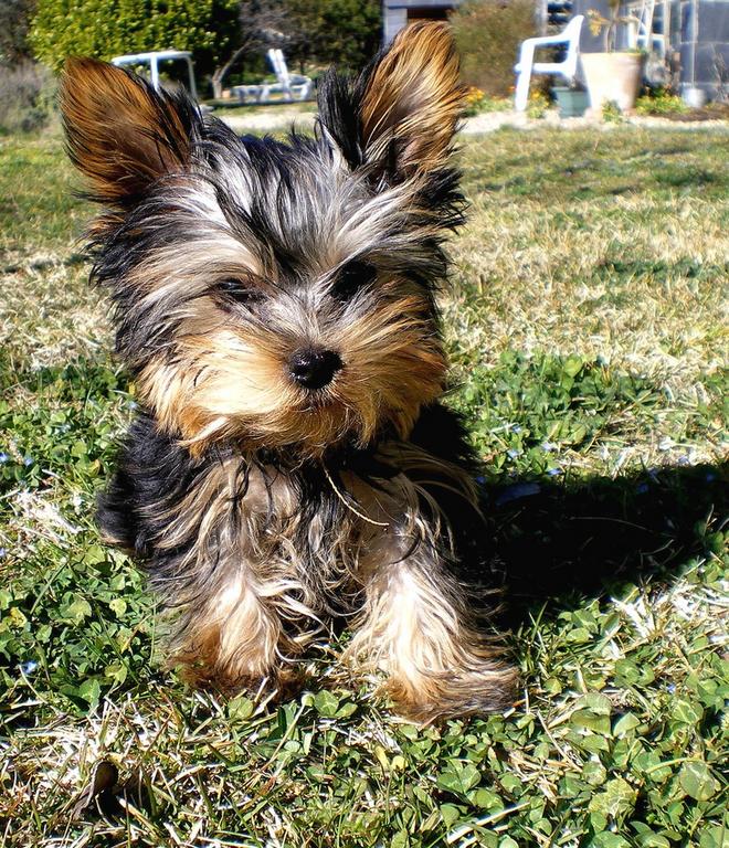 young yorkie pup on grass outside.jpg
