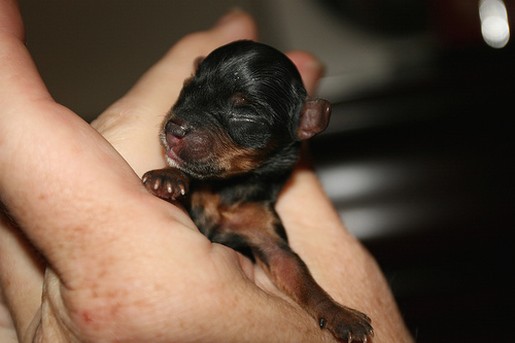 young yorkie puppy.jpg
