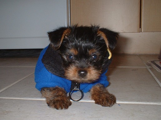 young yorkshire terrier.jpg
