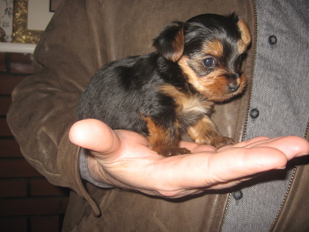 small yorkie puppy.jpg
