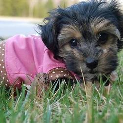 yorkie pup in pink dress on grass.jpg

