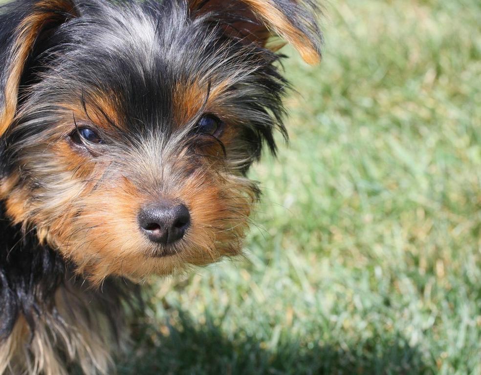 yorkie puppy close up face_dog on grass.jpg
