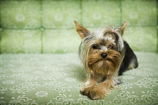 yorkie puppy in green sofa.jpg
