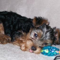 yorkie puppy laying next to its toy.jpg
