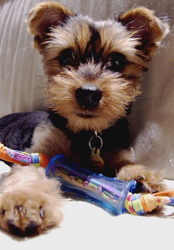 yorkie puppy on sofa playing toy.jpg
