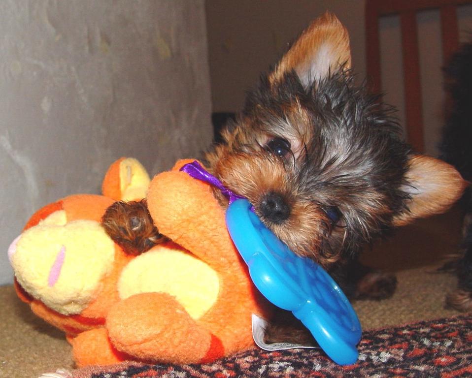 yorkie puppy with its big toy.jpg
