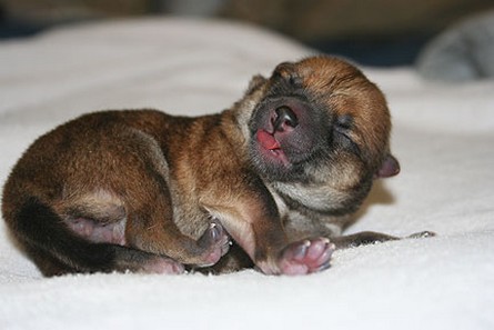 newborn Shiba Inu puppy.jpg
