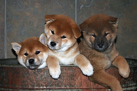 Shiba dogs.jpg
