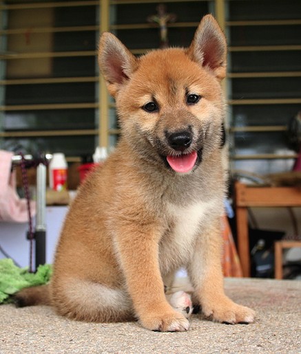 Shiba Inu puppy dog breed.jpg
