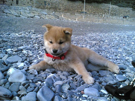 Shiba Inu puppy on the beach.jpg
