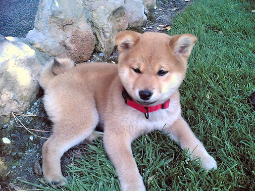 Shiba Inu puppy in tan.jpg

