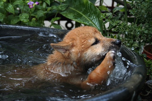 Shiba Inu puppy takinga bath.jpg

