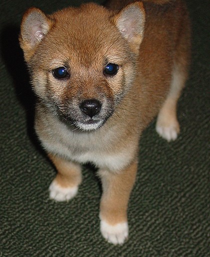 Shiba Inu puppy with big eyes.jpg
