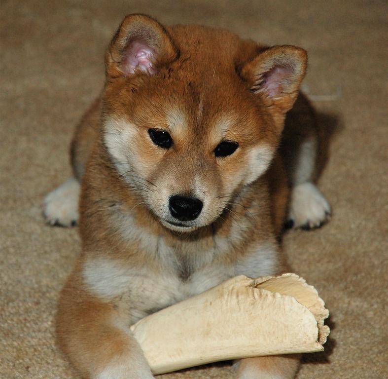 Shiba Inu puppy with a big bone.jpg
