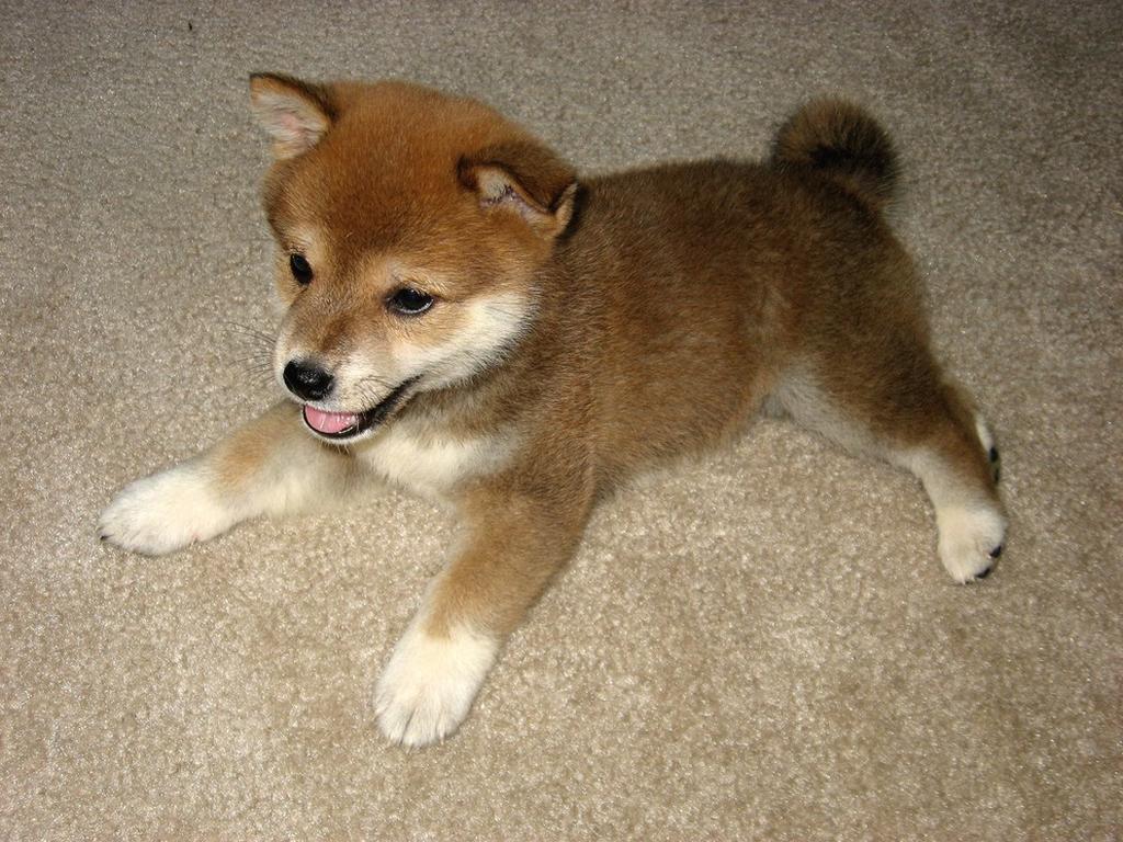 Shiba puppy photo.jpg
