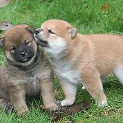 two Shiba Inu puppies playing.jpg
