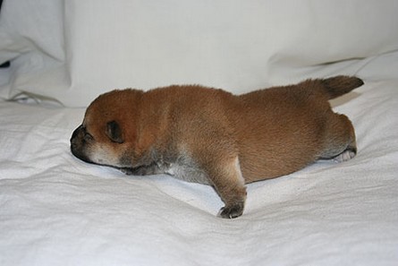 so cute looking young Shiba Inu puppy.jpg
