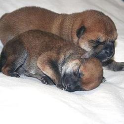 sleepy young Shiba Inu puppies.jpg
