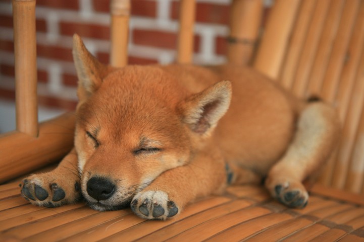 sleepy Shiba Inu puppy.jpg
