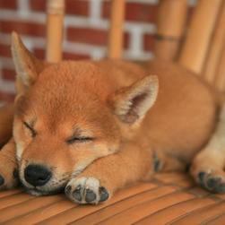 sleepy Shiba Inu puppy.jpg
