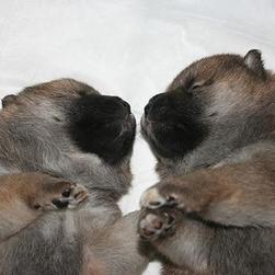 sleepy Shiba Inu puppies.jpg
